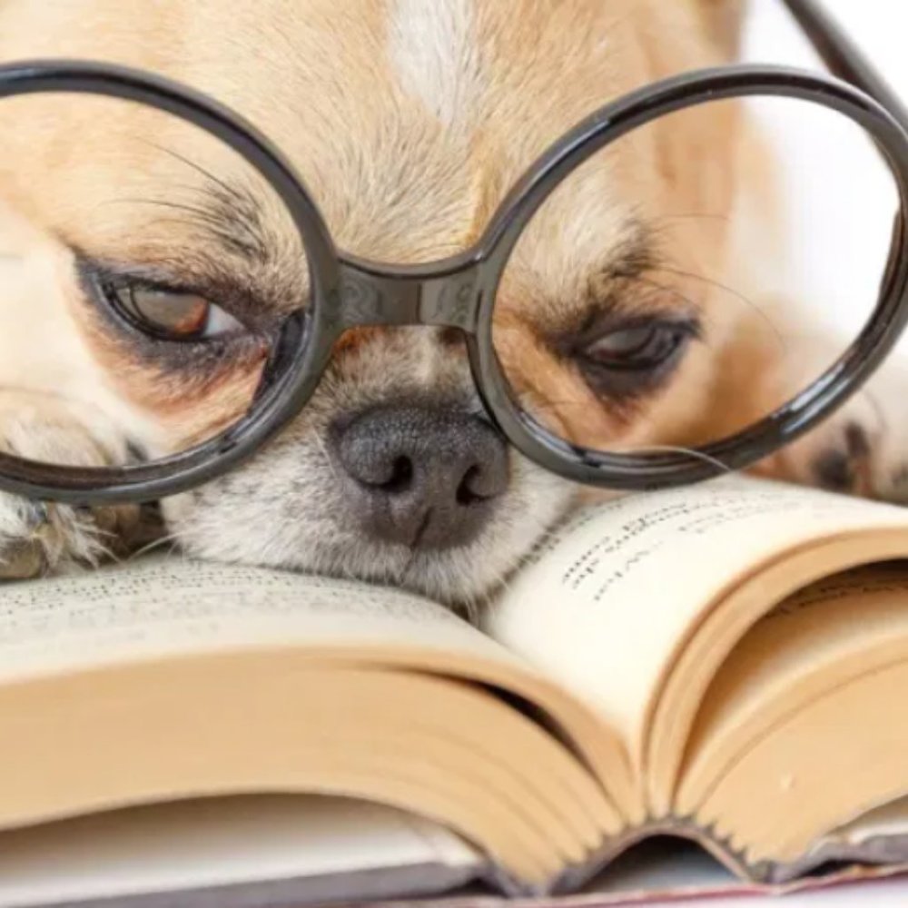 Meet your Posher, Dot